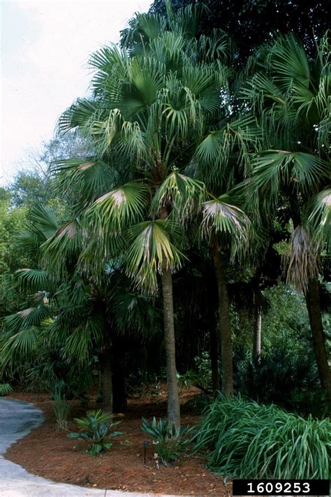 Fountain Palm Livistona Chinensis