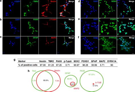 Characterization Of Neural Progenitor Cells Derived From Human