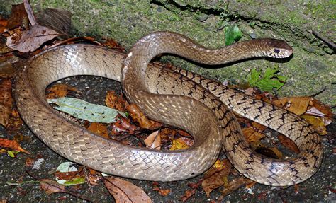 Ular Asli Indonesia Ular Bandotan Macan Ptyas Mucosus