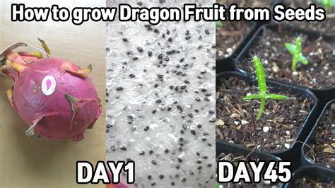 How To Grow Dragon Fruit From Seeds Youtube