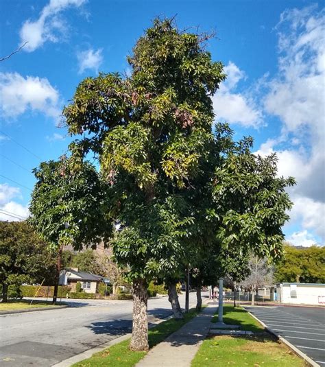 The Bacon avocado tree: a profile - Greg Alder's Yard Posts: Southern ...