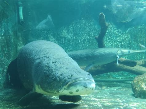 Arapaima, Monster Amazon River Fish, Curiously Appears In Florida ...