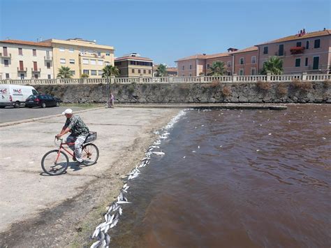 Laguna Di Orbetello E I Pesci Morti L Esperto Spiega Le Cause E Quando