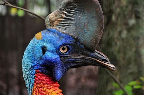 The World's Most Dangerous Bird: The Cassowary - WorldAtlas.com