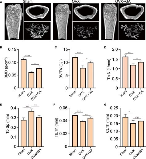 Frontiers Gallic Acid Inhibits Osteoclastogenesis And Prevents