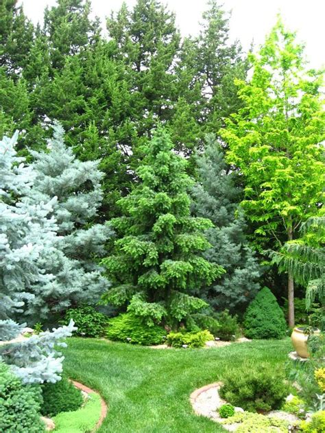 A Shot Of Color Conifers Forum GardenWeb Evergreen Garden