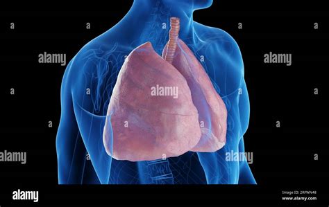 Healthy lungs, illustration Stock Photo - Alamy