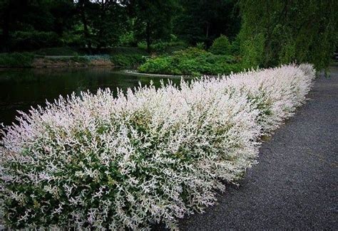 White Willow Japanese Dappled Salix Hakuro Nishiki Tree Small Starter Fast Growing Tree Live