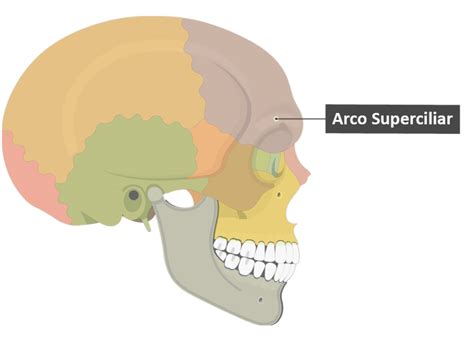 Huesos Del Cráneo 8 Frontal Y Occipital Mind Map