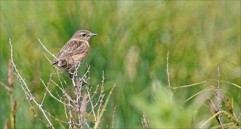 Stonechat Saxicola Rubicola Female Swt Carlton Marsh … Flickr