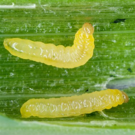 Leek Moth Biobee Usa