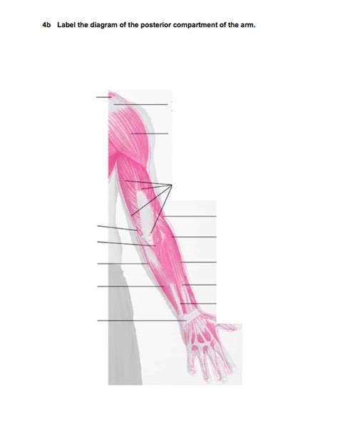 Muscles Of The Posterior Arm Diagram Quizlet