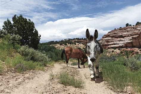 BFF_Donkey - Cowboys and Indians Magazine