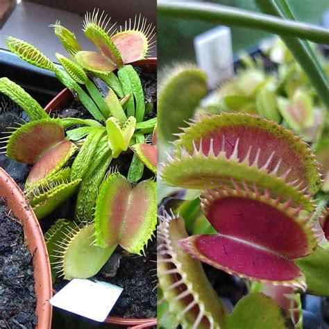 Dionaea Muscipula Schuppenstiel I X Bloody Shark 15 Semen Green Hunters