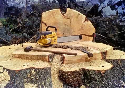 Very Large Felled Tree And Felling Tools