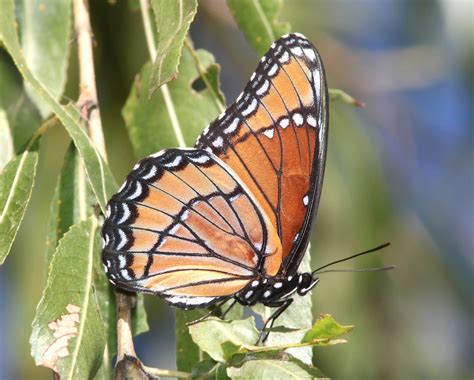 Viceroy Butterfly, description, characteristics, facts, size, photographs