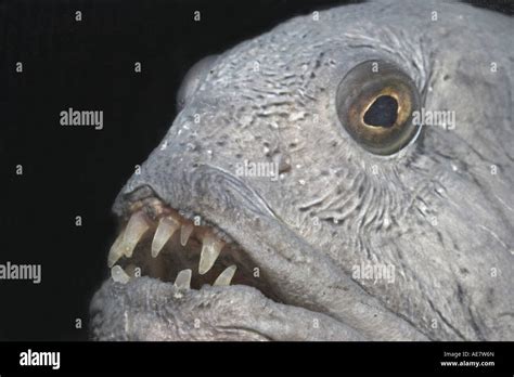 Atlantic Wolffish Wolffish Cat Fish Catfish Anarhichas Lupus