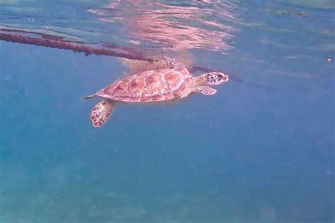 Swimming With Sea Turtles In Akumal Mexico Cities And Seasides