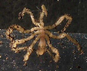 list  arthropod orders wikipedia