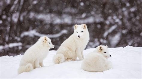 What Do Arctic Foxes Eat Arctic Foxes Diet Sciquest