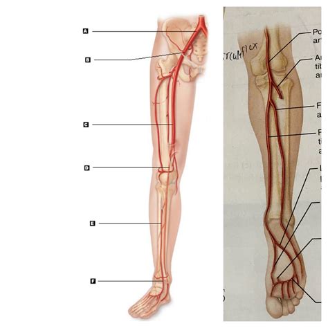 Ch Blood Vessels Arteries Of Lower Limb Diagram Quizlet