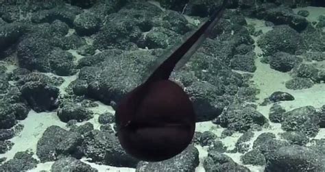 Gulper Eel Captured On Video Causes Hilarious Reactions From Scientists