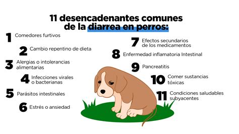 Diarrea En Perros 11 Causas Y Los Mejores Tratamientos