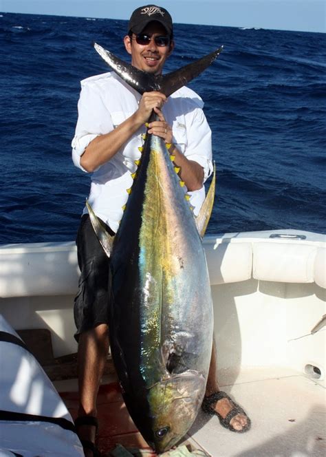 How To Catch Yellowfin Tuna Tips For Fishing For Yellowfin Tuna