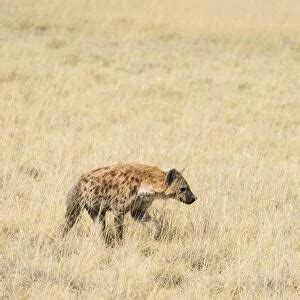 Background Images Of Spotted Hyena Spotted Hyaena Crocuta Crocuta