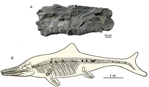 Prehistoric Sea Monster Fossils Dug Up In Himalayas Cn