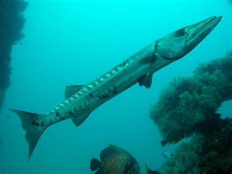 Peces Barracuda Sphyraena Barracuda Dscn Invemar Bem Flickr