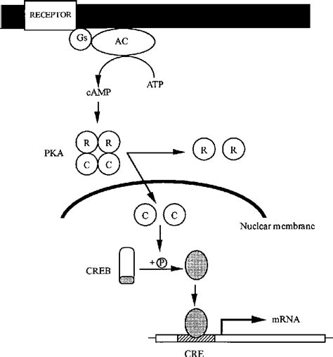 Flow Diagram Showing The Role Of Pka In The Adenylyl Cyclase System