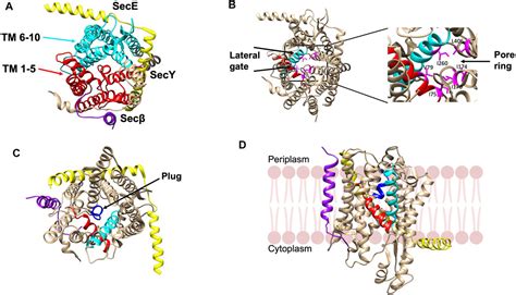 Frontiers Bacterial Signal Peptides Navigating The Journey Of Proteins