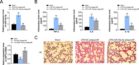 Figure 5 From MiR 19a 3p Inhibition Alleviates Sepsis Induced Lung