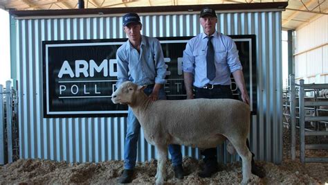 Australia S Top Terminal And Maternal Ram Studs Of Stock