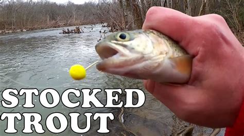 Stocked Trout Fishing Tips For Beginners How To Catch Stocked Trout