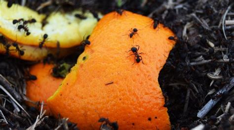 Como Ahuyentar Hormigas De Forma Natural Naranja Clavo De Olor Y Aceite De Neem