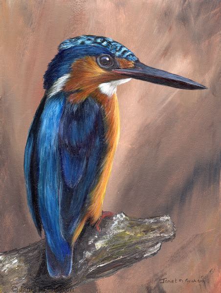 Janet M Graham S Painting Blog Madagascar Kingfisher In Acrylics