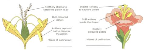 Why Does Insect Pollinated Flowers Have Sticky Pollen Best Flower Site