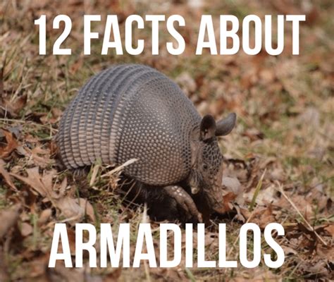 12 Facts About Armadillos Owlcation