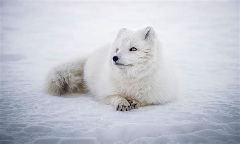 7 Of Russias Most Beautiful Animals Photos Russia Beyond