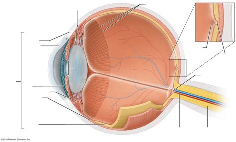 Sagittal Section Of Internal Structures Of The Eyes Diagram Quizlet