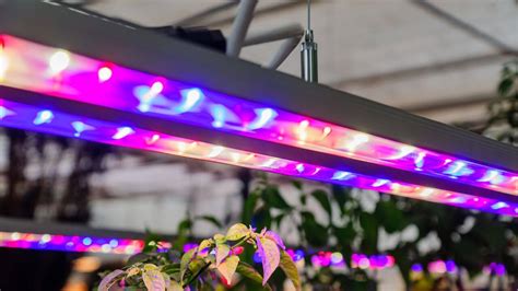 Vivosun Grow Light Review A Comprehensive Guide