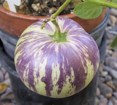 Plantfiles Pictures Solanum Species Melon Pear Pepino Solanum