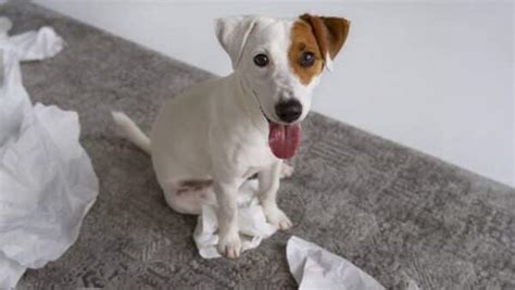 Animais Em Casa Como Tirar Cheiro De Xixi Do Ch O Sem Usar Qu Micos