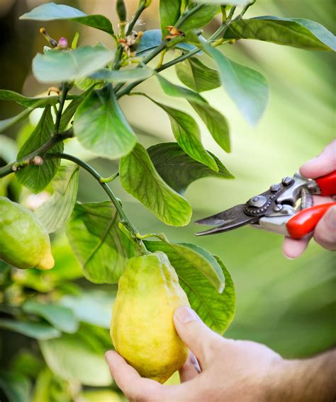 How To Prune A Lemon Tree Tips On Shaping Your Tree Gardeningetc