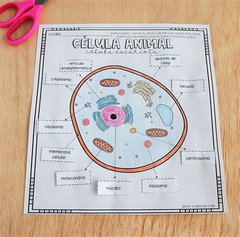 Cell Structure Game Matching Parts