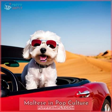 Learn About Maltese Lifespan: Health Issues & Tips to Increase Longevity