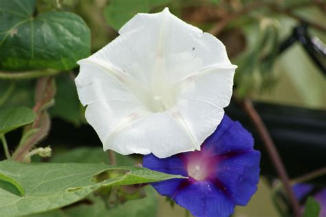 Moonflower and Morning Glory Blooming in the Morning