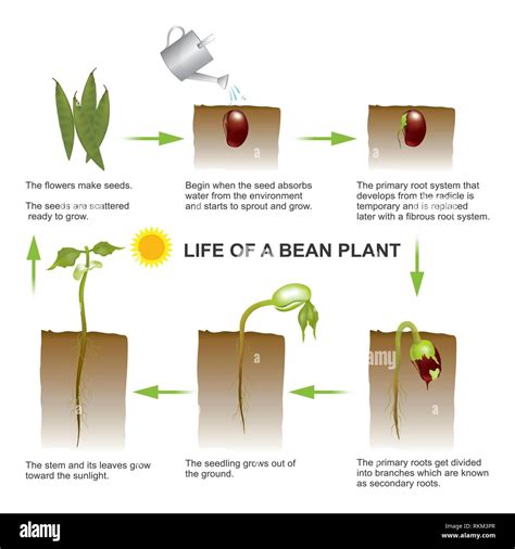 Seed germination is a process by which a seed embryo develops into a ...